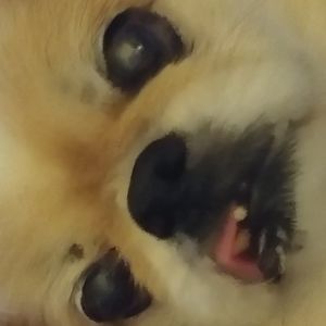 Meet your Posher, Laura